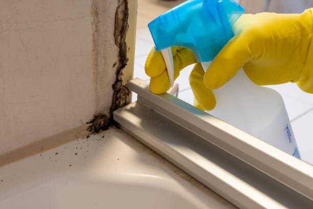 Mold Removal Process in Florissant, MO