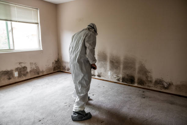 Reliable Florissant, MO Mold Removal Solutions