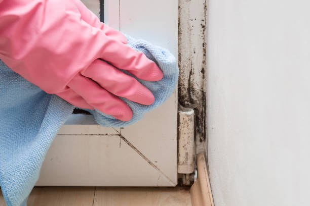 Certified Mold Removal in Florissant, MO